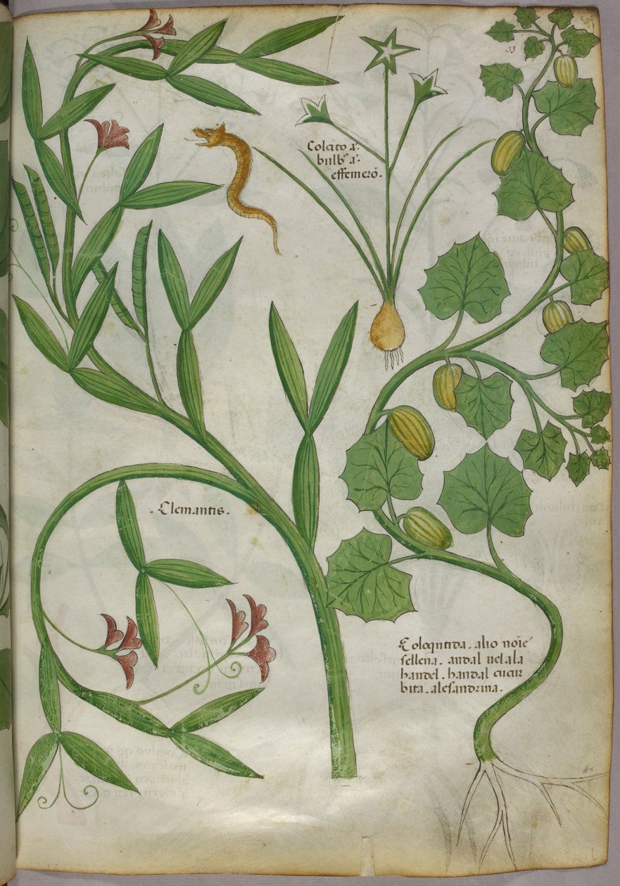 Botaniczna ilustracja roślin, w tym powojnika i węża, ok. 1440 (tusz i kolor na welinie) autorstwa Italian School