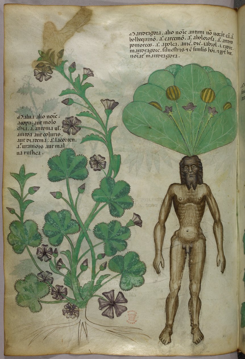 Botaniczna ilustracja roślin, w tym mandragory z nagim męskim ciałem jako korzeniem, ok. 1440 r. (tusz i kolor na welinie) autorstwa Italian School