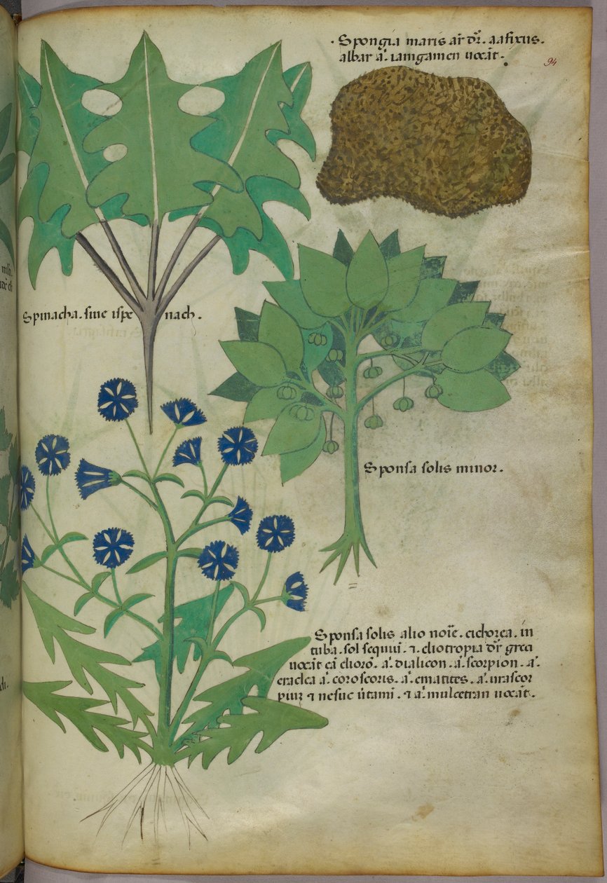 Botaniczna ilustracja roślin, w tym gąbki, ok. 1440 r. (tusz i kolor na welinie) autorstwa Italian School