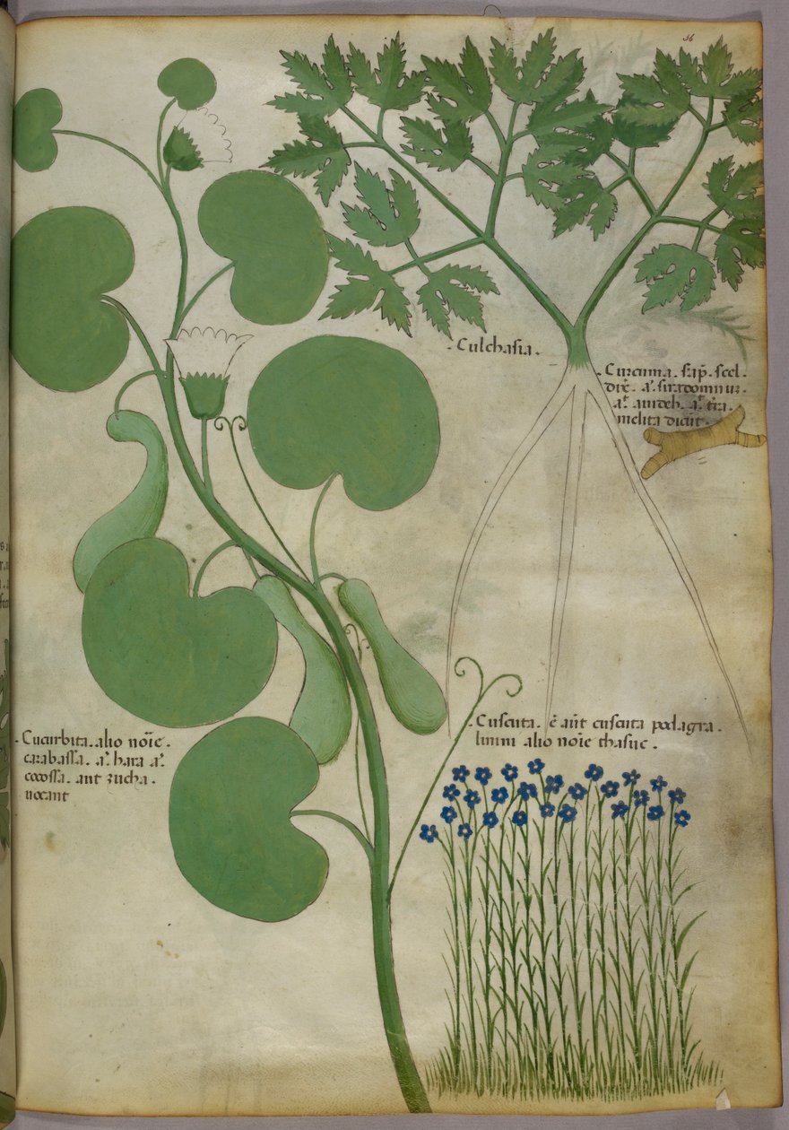 Botaniczna ilustracja roślin, w tym kwiatów, ok. 1440 r. (tusz i kolor na welinie) autorstwa Italian School