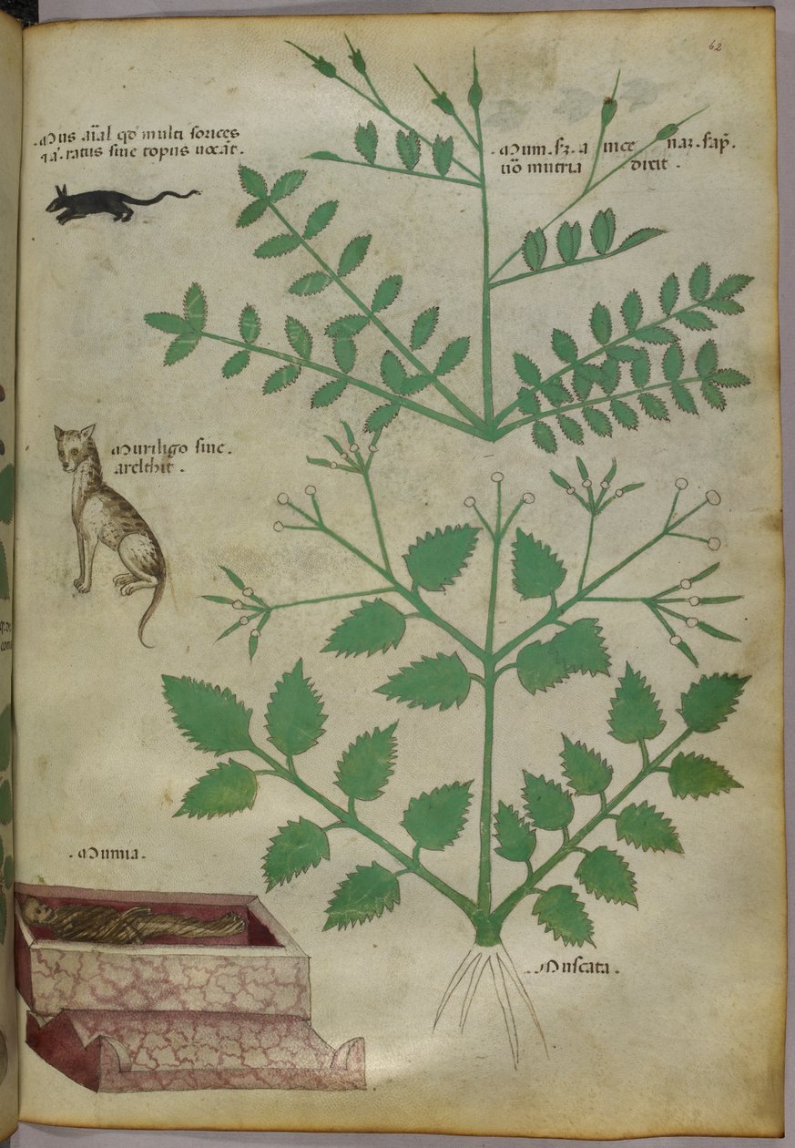 Botaniczna ilustracja roślin z lampartem, myszą i zwłokami, ok. 1440 (tusz i kolor na welinie) autorstwa Italian School
