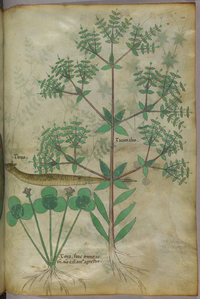 Botaniczna ilustracja roślin ze zwierzęciem, ok. 1440 (tusz i kolor na welinie) autorstwa Italian School