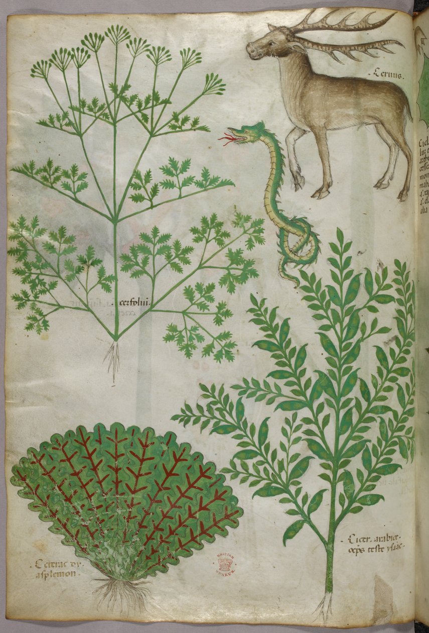 Botaniczna ilustracja roślin, węża i jelenia, ok. 1440 (tusz i kolor na welinie) autorstwa Italian School