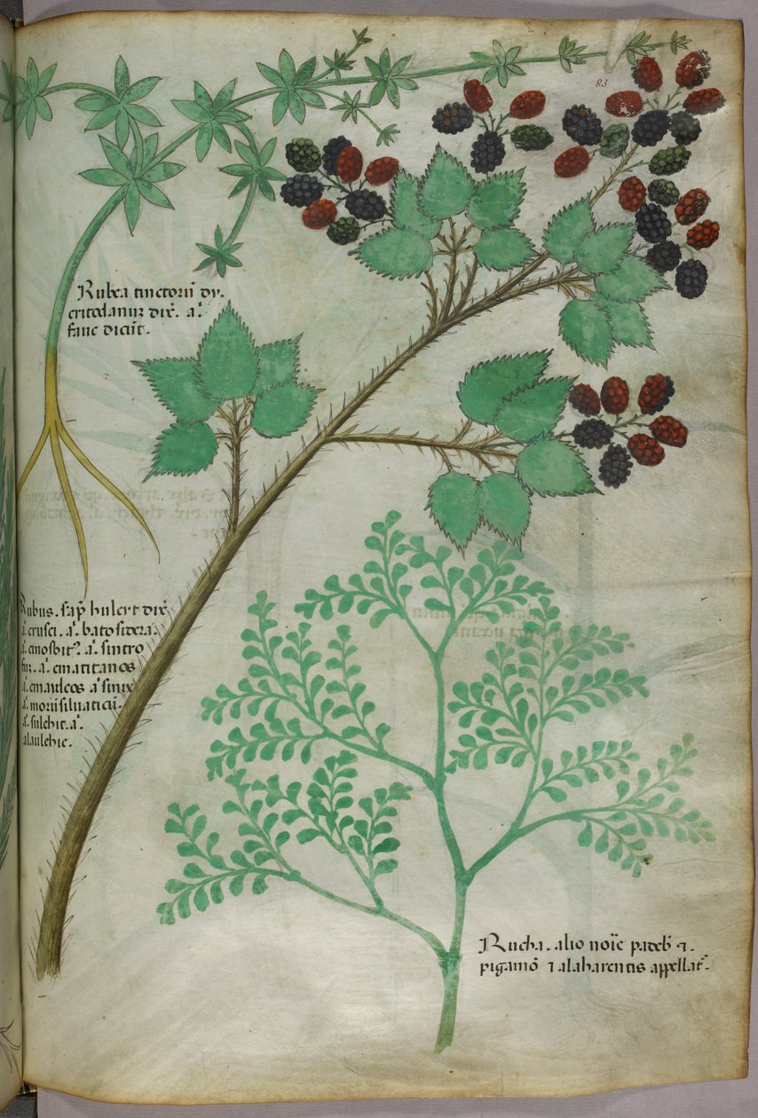 Botaniczne ilustracje marzanny [rubea]; jeżyny [rubus]; ruty [ruta], ok. 1440 r. (tusz i kolor na welinie) autorstwa Italian School