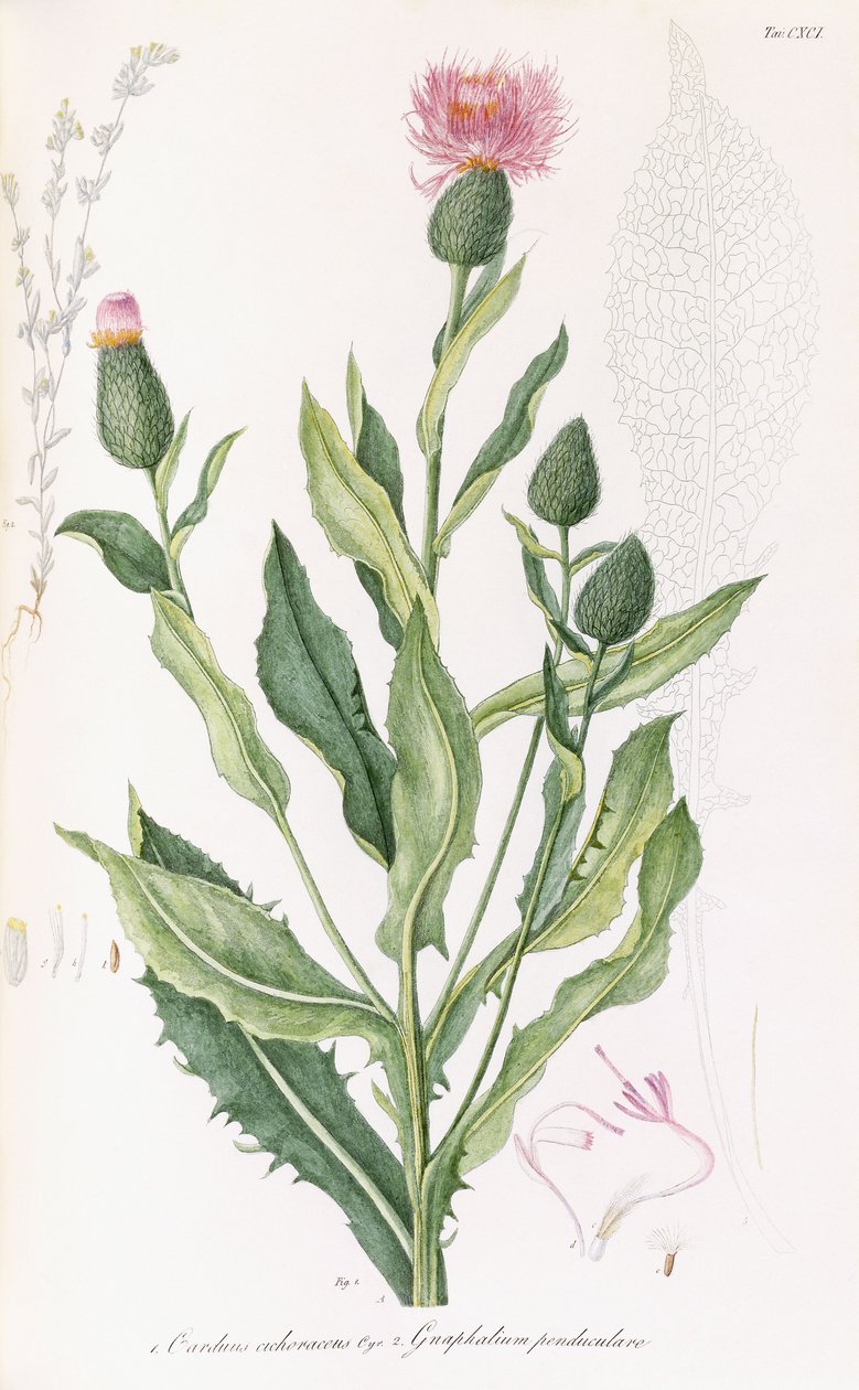 Cardus Cichoraceus i Gnaphalium penduculare, 1811-1838 autorstwa Italian School