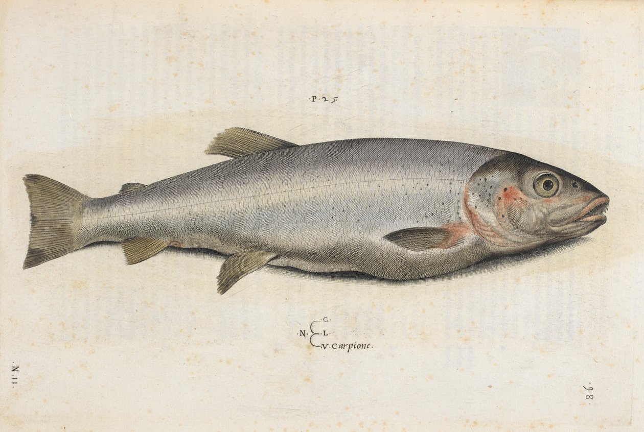 Karpiosz, ilustracja z „Aquatilium Animalium Historiæ liber primus”, Ippolito Salviani autorstwa Italian School
