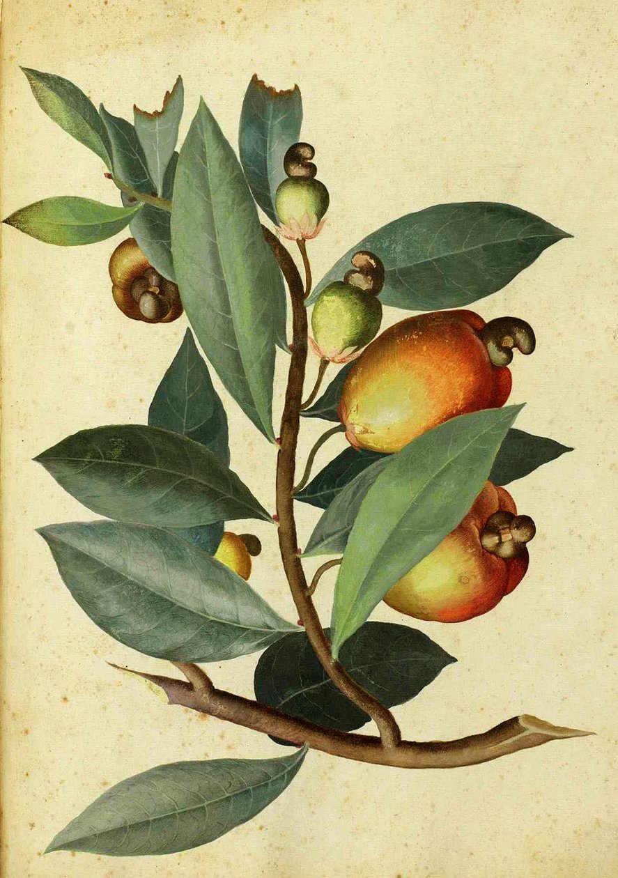 Nerkowiec – Ulisse Aldrovandi autorstwa Italian School