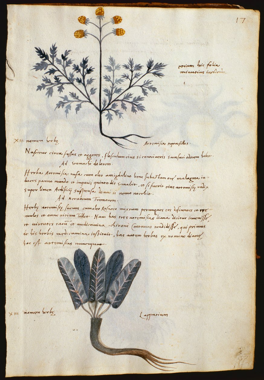 Dorsz. 2377 Artemizja i lapparium, rośliny lecznicze z "Herbarium Apulei Platonici" (akwarela i tusz na welinie) autorstwa Italian School