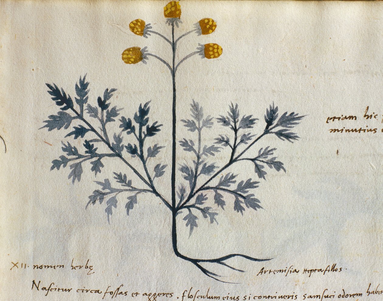 Dorsz. 2007 Artemisia, roślina lecznicza z 