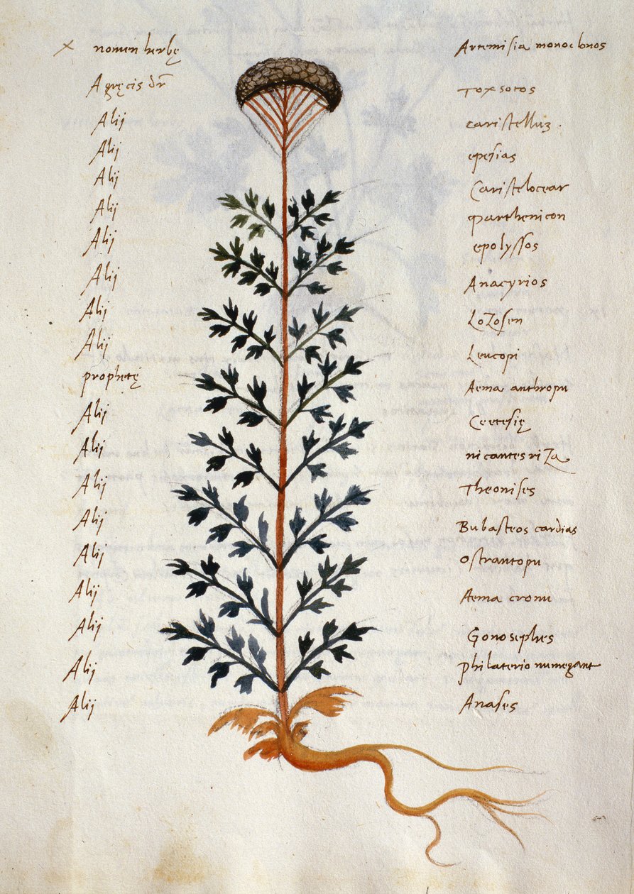 Dorsz. 2377 Artemisia, roślina lecznicza z 