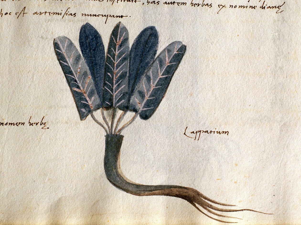 Dorsz. 2007 Lapparium, rośliny lecznicze z "Zielnika Apulejusza Platoniego" (akwarela i tusz na welinie) (detal 415715) autorstwa Italian School