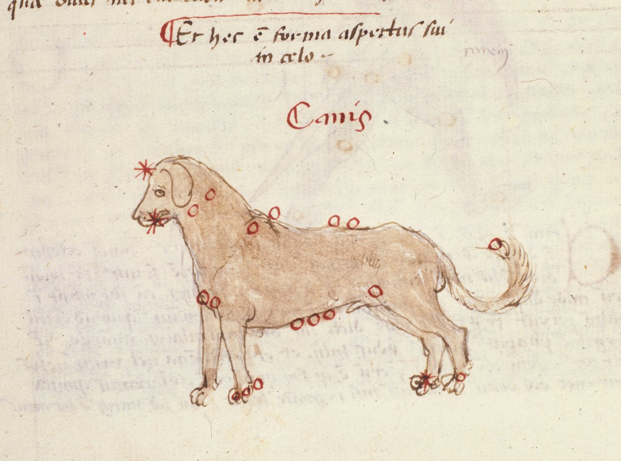 Konstelacja psa (Canis). Miniatura z „”Astronomica” Biasino da Parma (Blaise de Parma) (1425-1457) autorstwa Italian School