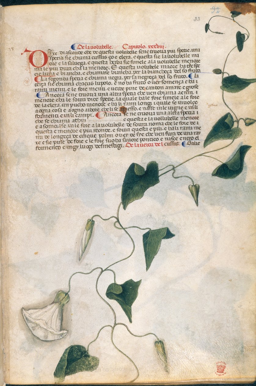 Roślina Convolvulus, ilustracja z „Carrara Herbal”, Padwa, ok. 1400 (pióro i atrament ze złotem na papierze) autorstwa Italian School