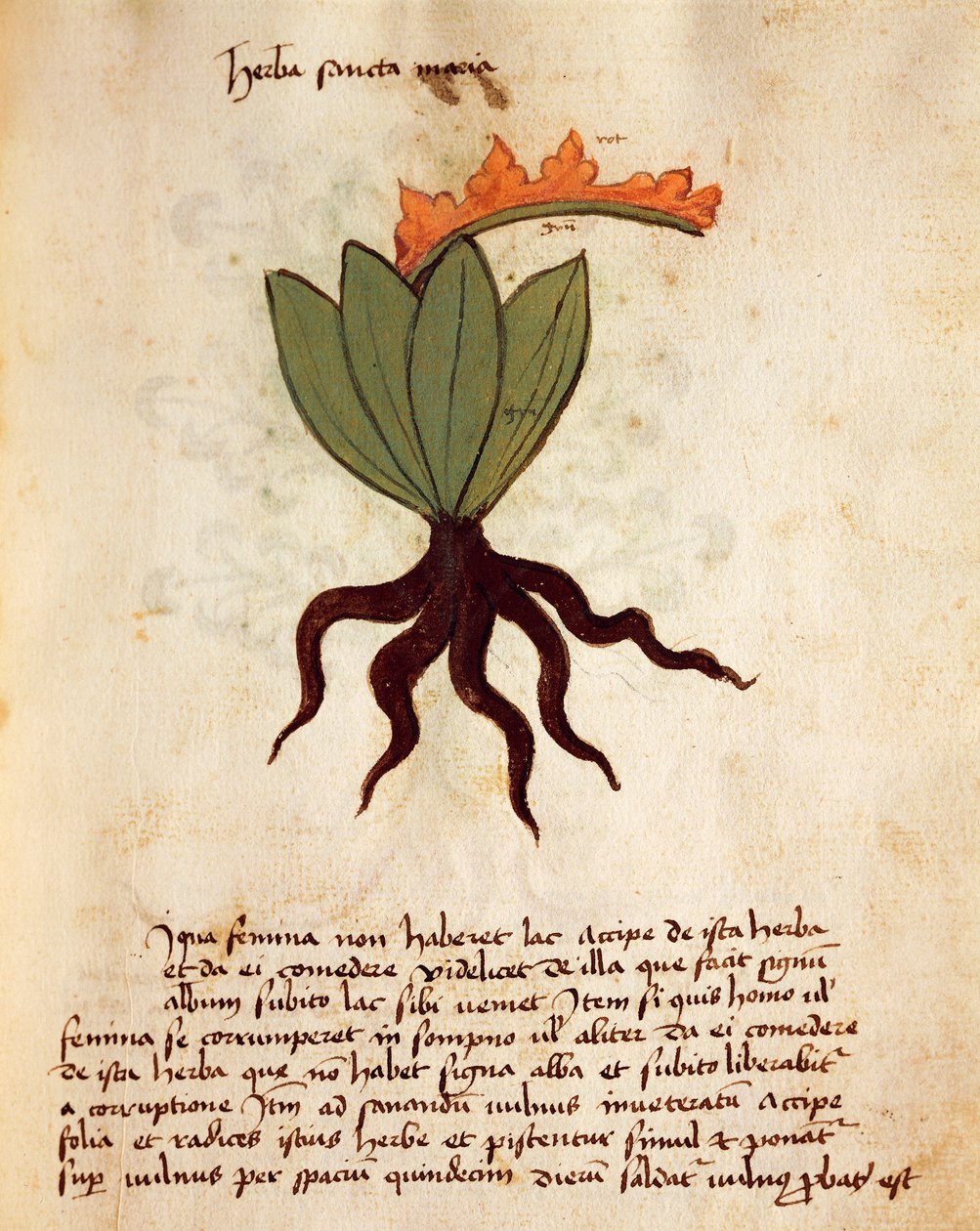 Ziele kostmaru lub balsamu (Tanacetum balsamita) autorstwa Italian School