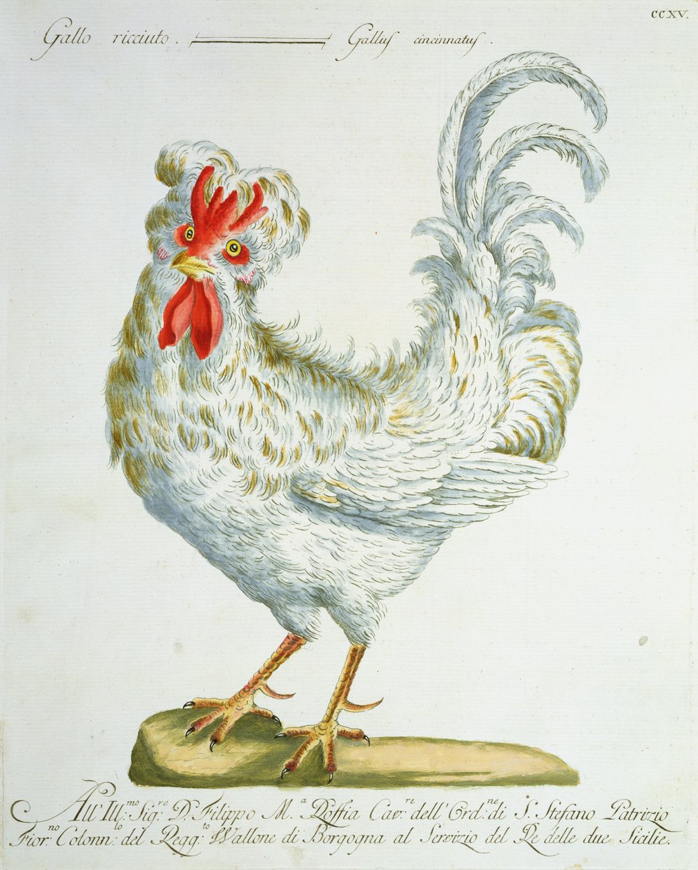 Kogucik z kręconymi włosami, ok. 1767-76 (ręcznie barwiony grawerunek) autorstwa Italian School