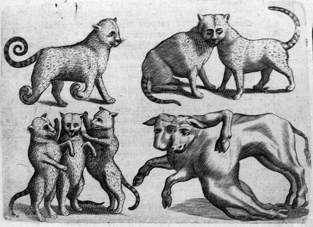 Różne typy potworów: koty i krowy o wielu ciałach. Rycina z „Natury potworów, ich przyczyn i różnic” autorstwa włoskiego naukowca Fortunio Whilei (1577-1656). 1646 autorstwa Italian School