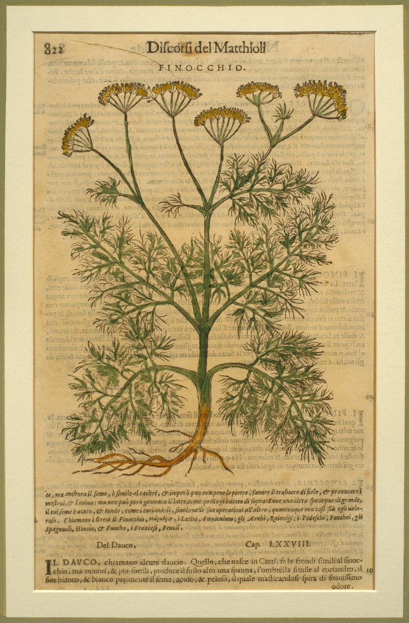 Koper włoski, płyta botaniczna z Discorsi autorstwa Pietro Andrea Mattioli (1501-77) opublikowana w Wenecji, 1570 autorstwa Italian School