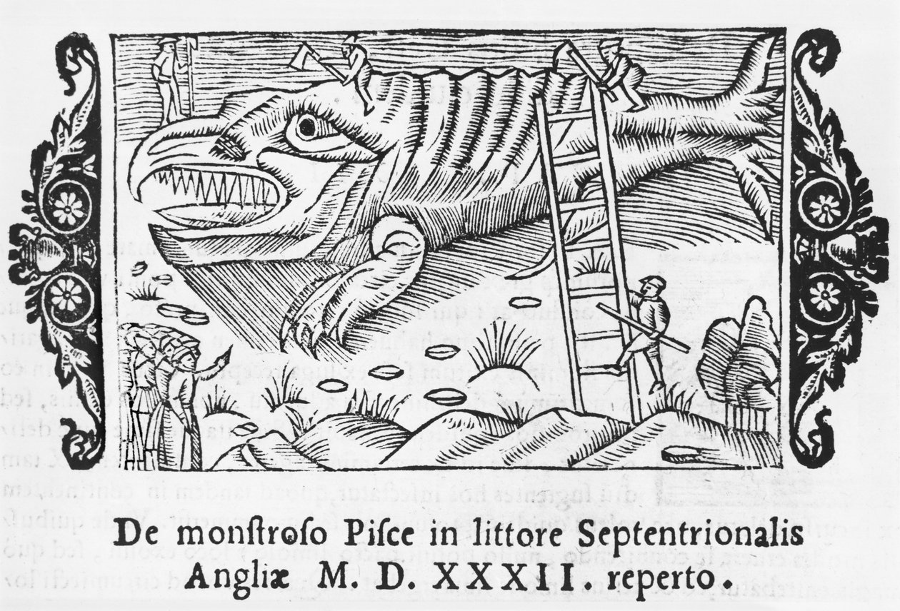 Potwór z ryby, ilustracja z Historii narodów północnych autorstwa Olausa Magnusa (1490-1558), opublikowana w Rzymie, 1555 autorstwa Italian School