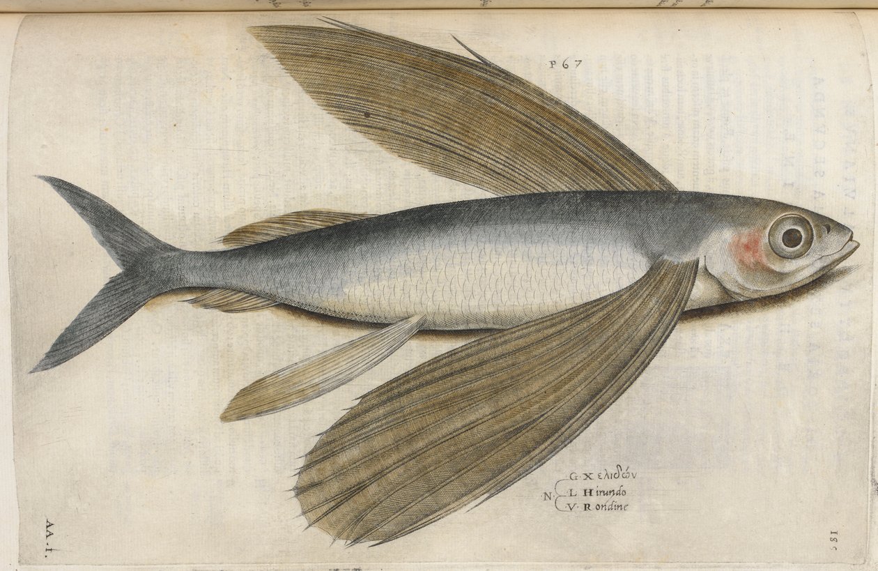 Latająca ryba, ilustracja z „Aquatilium Animalium Historiæ liber primus”, Ippolito Salviani autorstwa Italian School