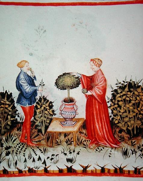 Fol.39v Zbieranie Basilicum Curatum, ilustracja z „Tacuinus Santiatis Code of Vienna” (na welinie) autorstwa Italian School