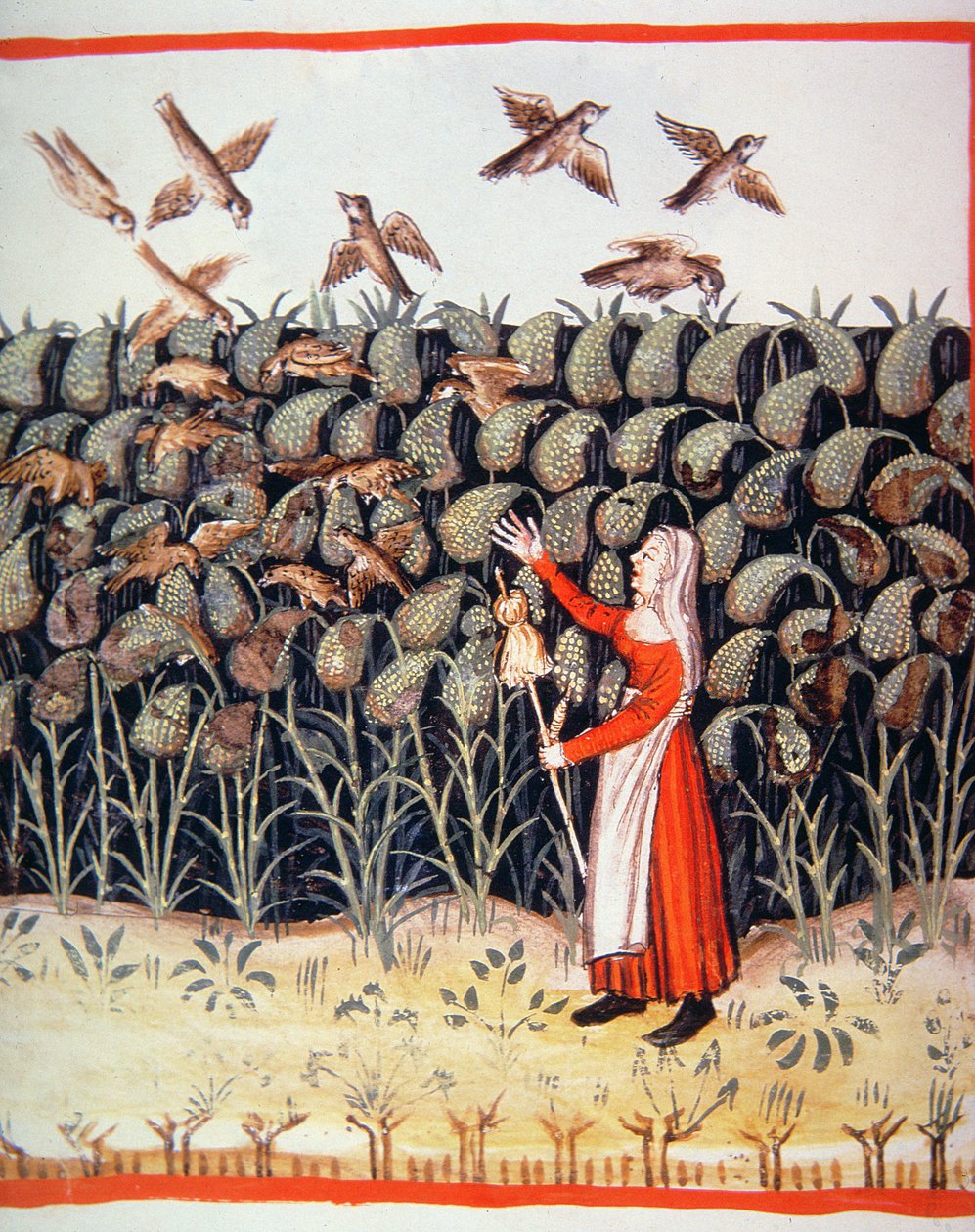 Fol.47 v Millet, ilustracja z Tacuinum Santiatis Codex Vindobonensis autorstwa Italian School