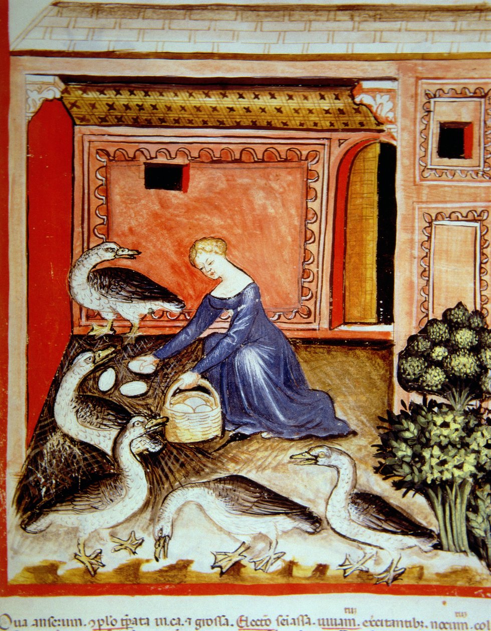 Fol.66r Hodowla gęsi, ilustracja z Tacuinum Santiatis Codex Vindobonensis autorstwa Italian School
