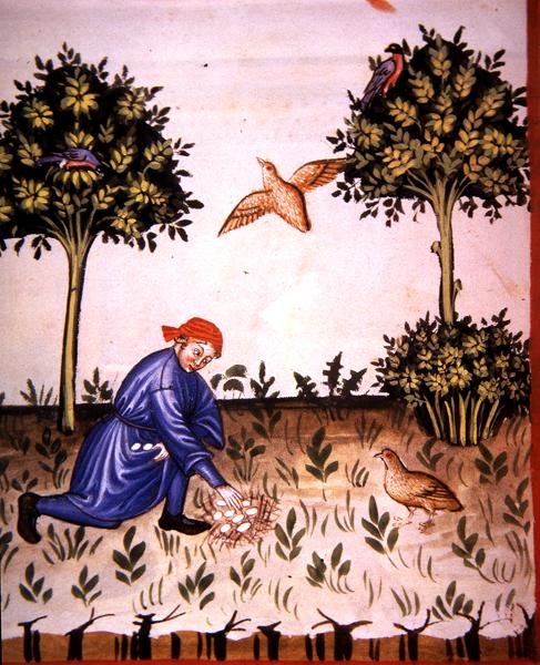 Fol.66v Zbieranie jaj kuropatwy, ilustracja z „Tacuinum Santiatis Codex Vindobonensis” (welum) autorstwa Italian School