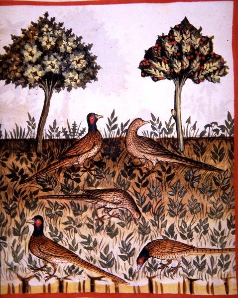 Fol.68v Bażanty, ilustracja z 