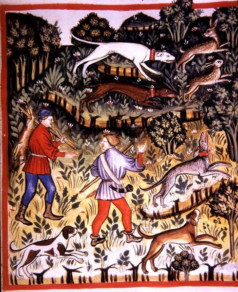 Fol.72r Zając myśliwski, ilustracja z 