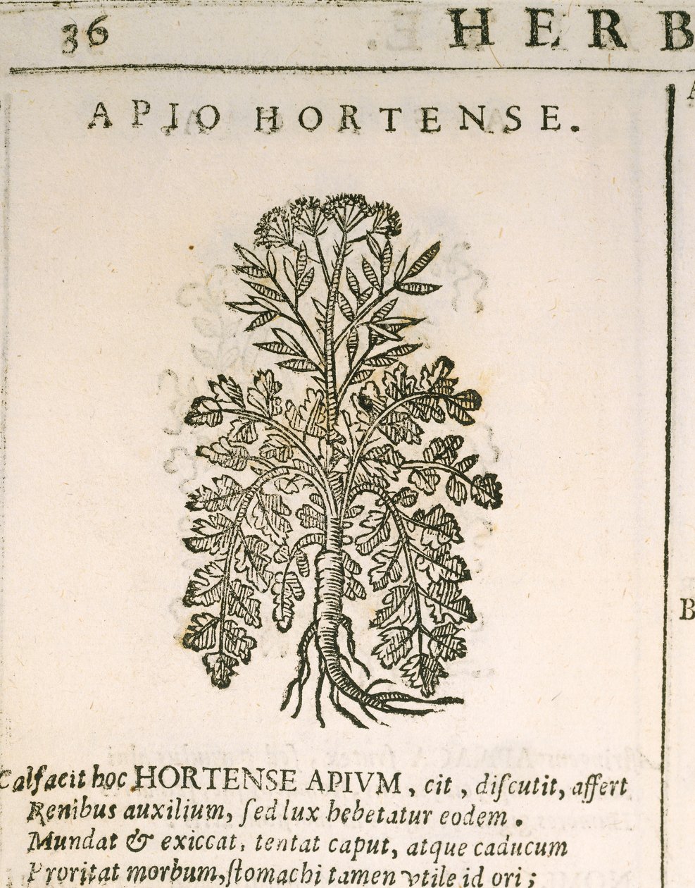 Pietruszka ogrodowa (Petroselinum crispum), grawerowana przez Castore Durante autorstwa Italian School