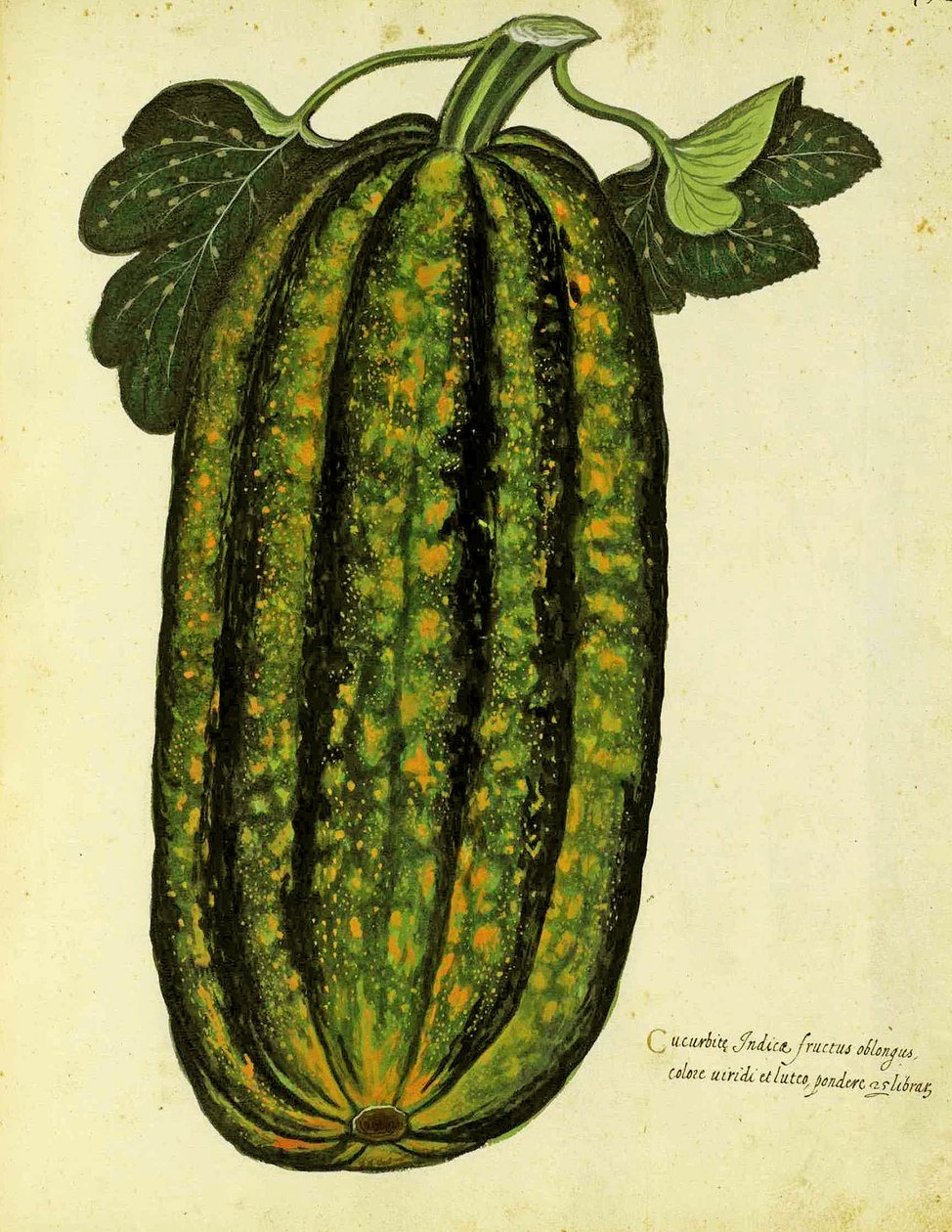 Zielona podłużna dynia Ulisse Aldrovandi (1522 - 1605) płyta wydana w Piante Fiori Frutti (ręcznie kolorowana grawerunek). autorstwa Italian School
