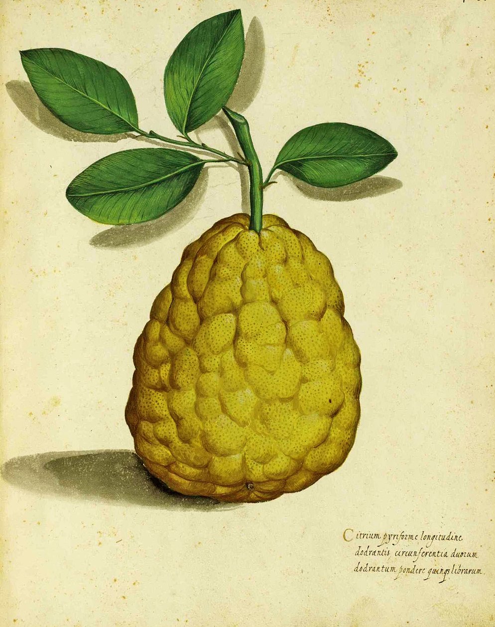 Heirloom Lemon autorstwa Ulisse Aldrovandi autorstwa Italian School