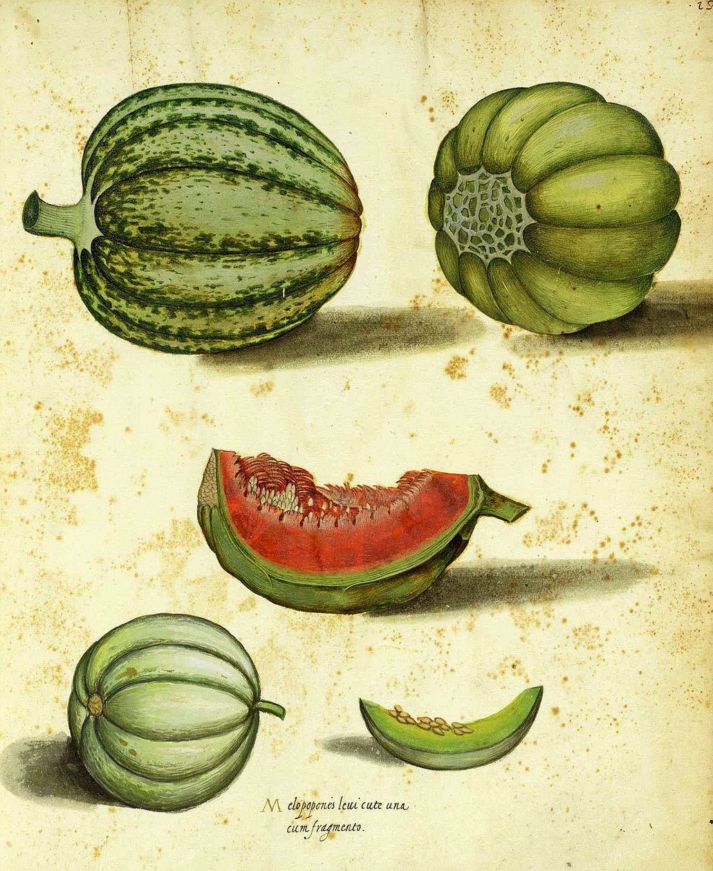 Heirloom Squash autorstwa Ulisse Aldrovandi autorstwa Italian School