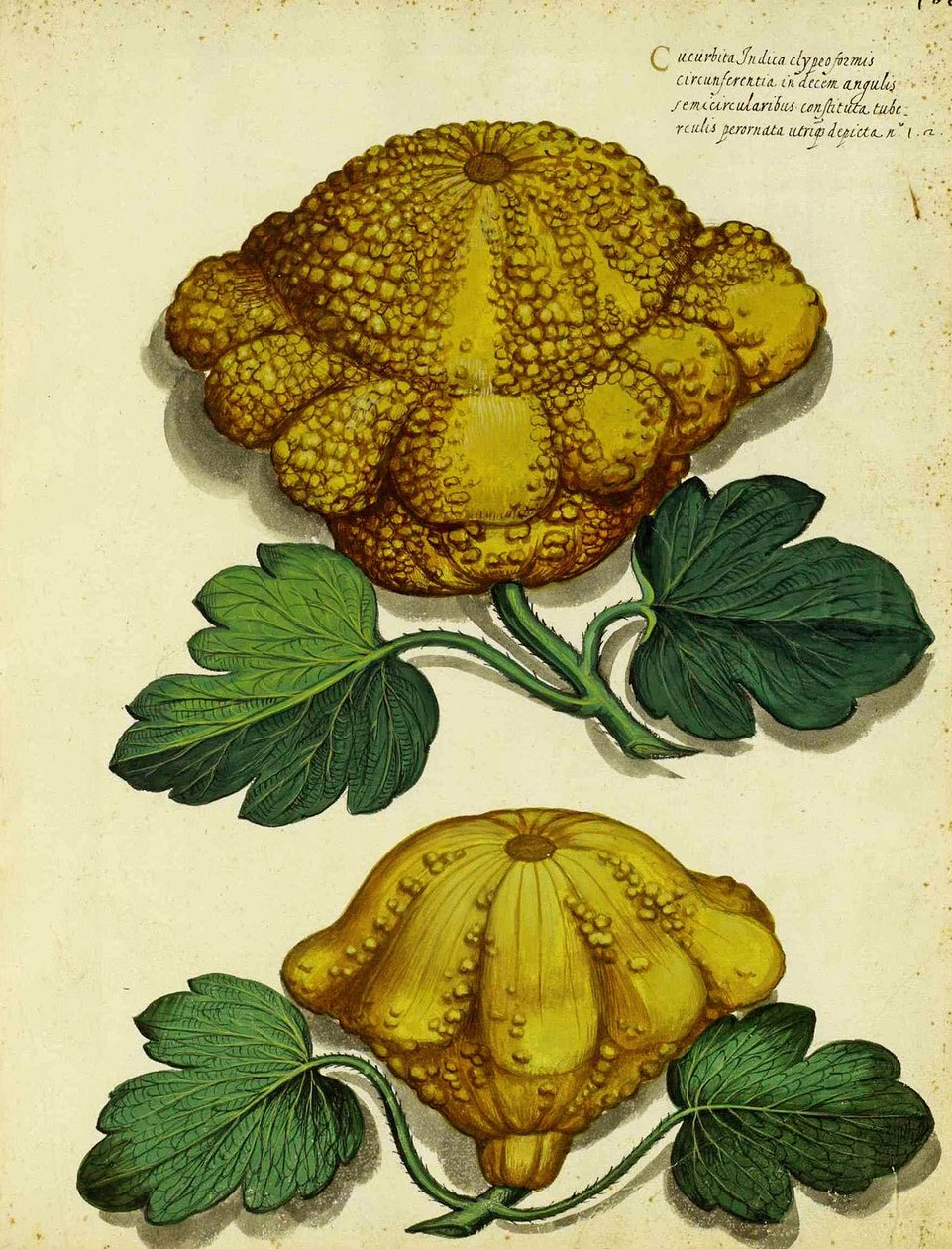 Heirloom Squash autorstwa Ulisse Aldrovandi autorstwa Italian School