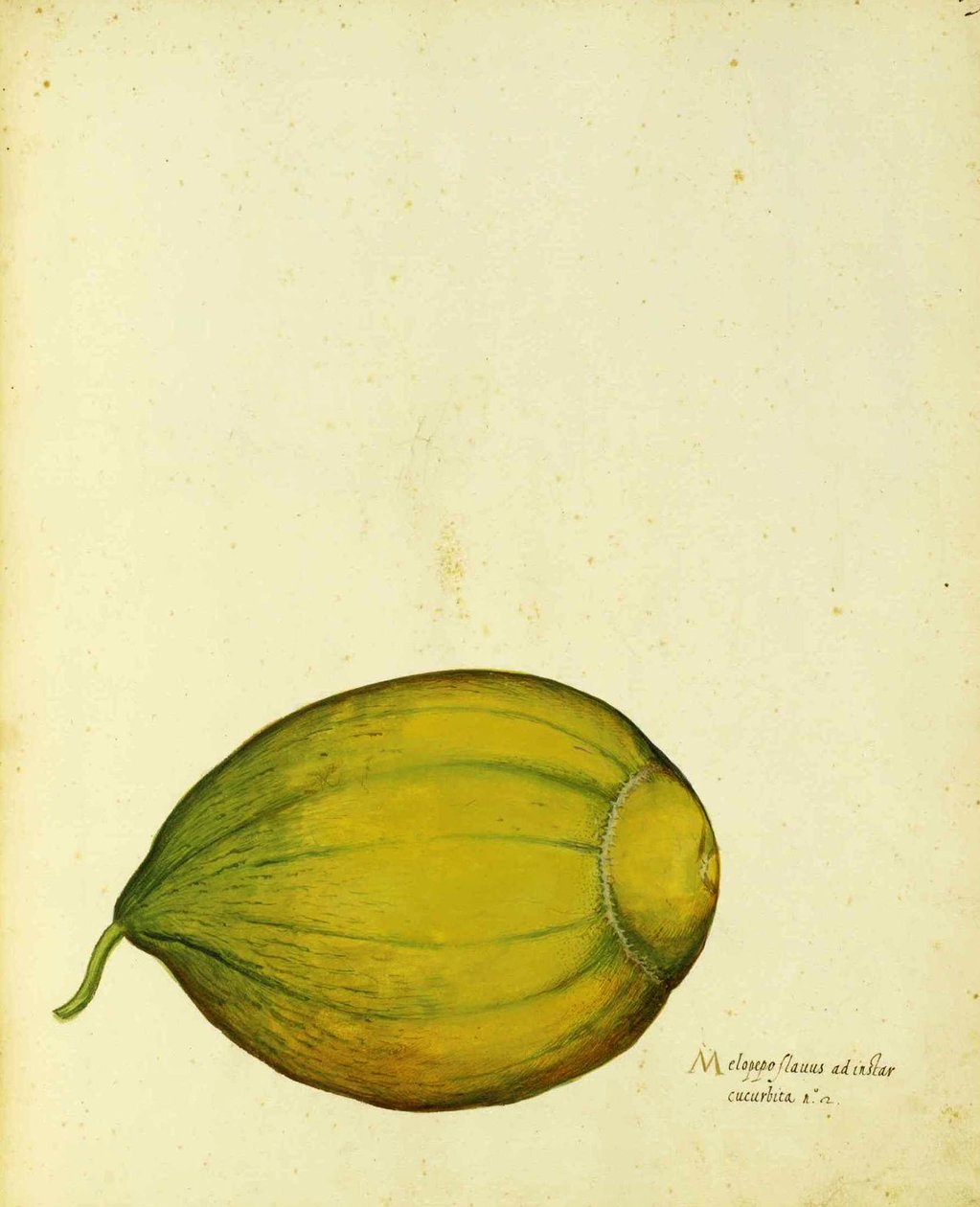 Heirloom Squash autorstwa Ulisse Aldrovandi autorstwa Italian School