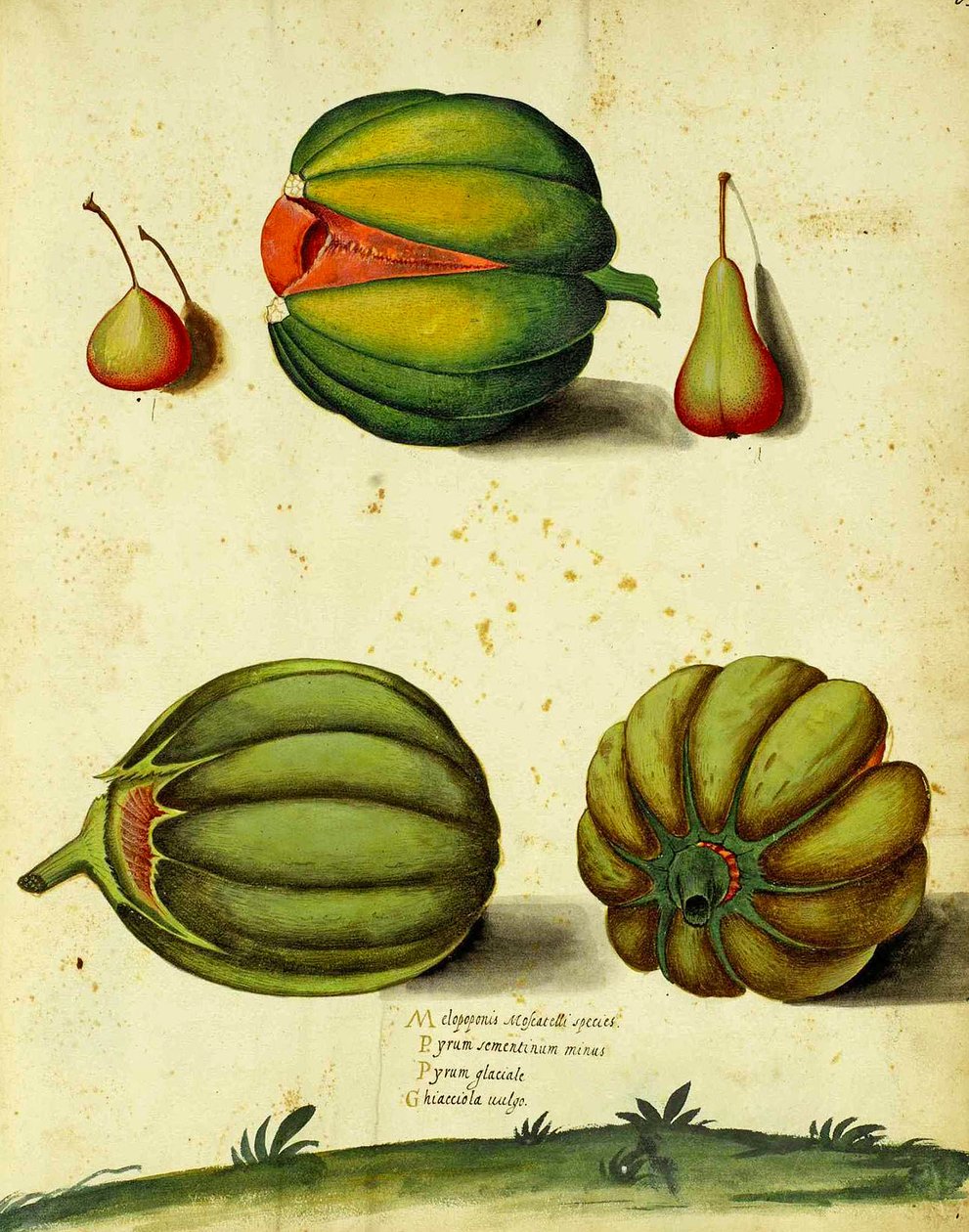 Heirloom Squash autorstwa Ulisse Aldrovandi autorstwa Italian School