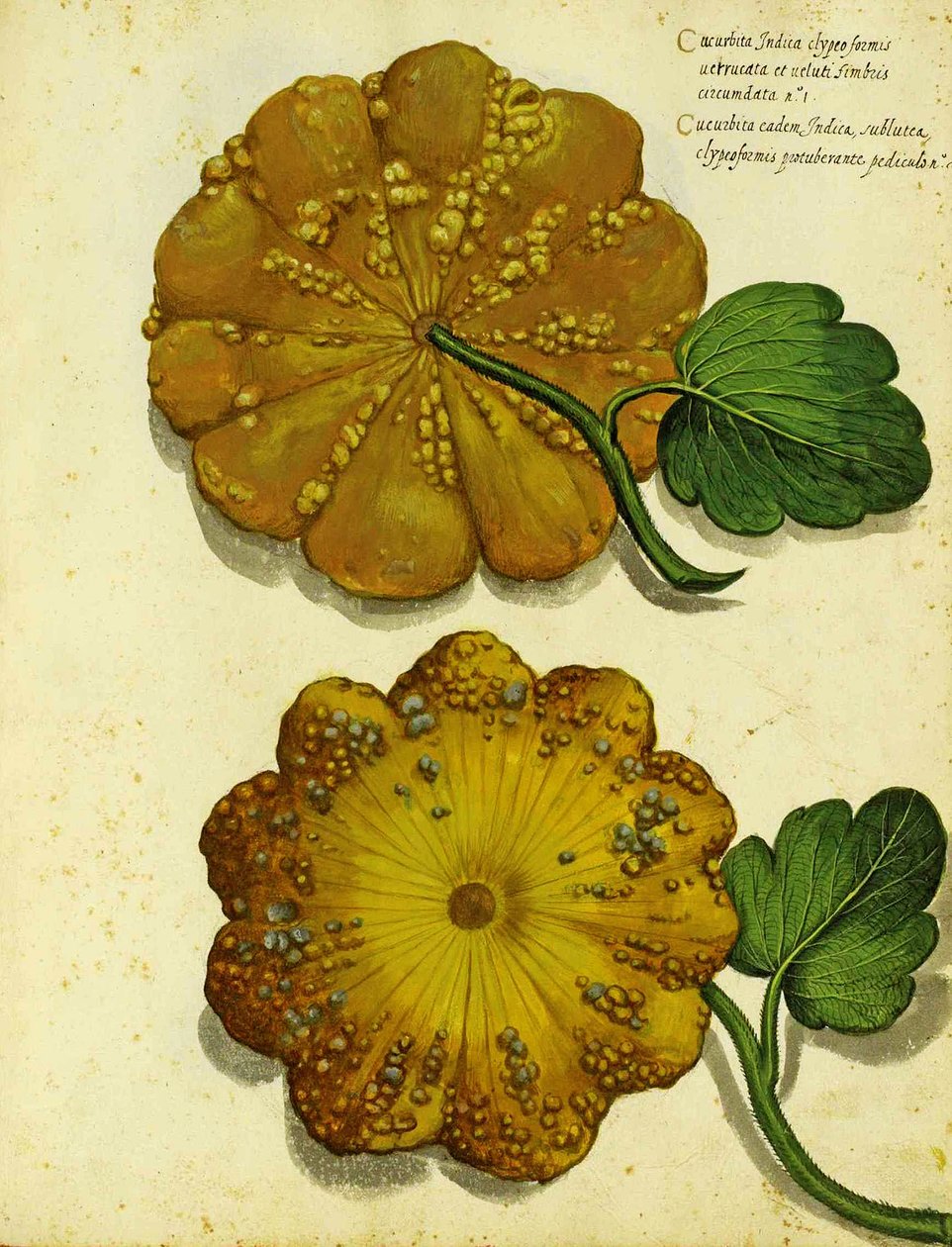 Heirloom Squash autorstwa Ulisse Aldrovandi autorstwa Italian School