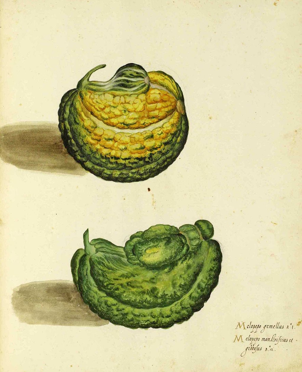 Heirloom Squash autorstwa Ulisse Aldrovandi autorstwa Italian School