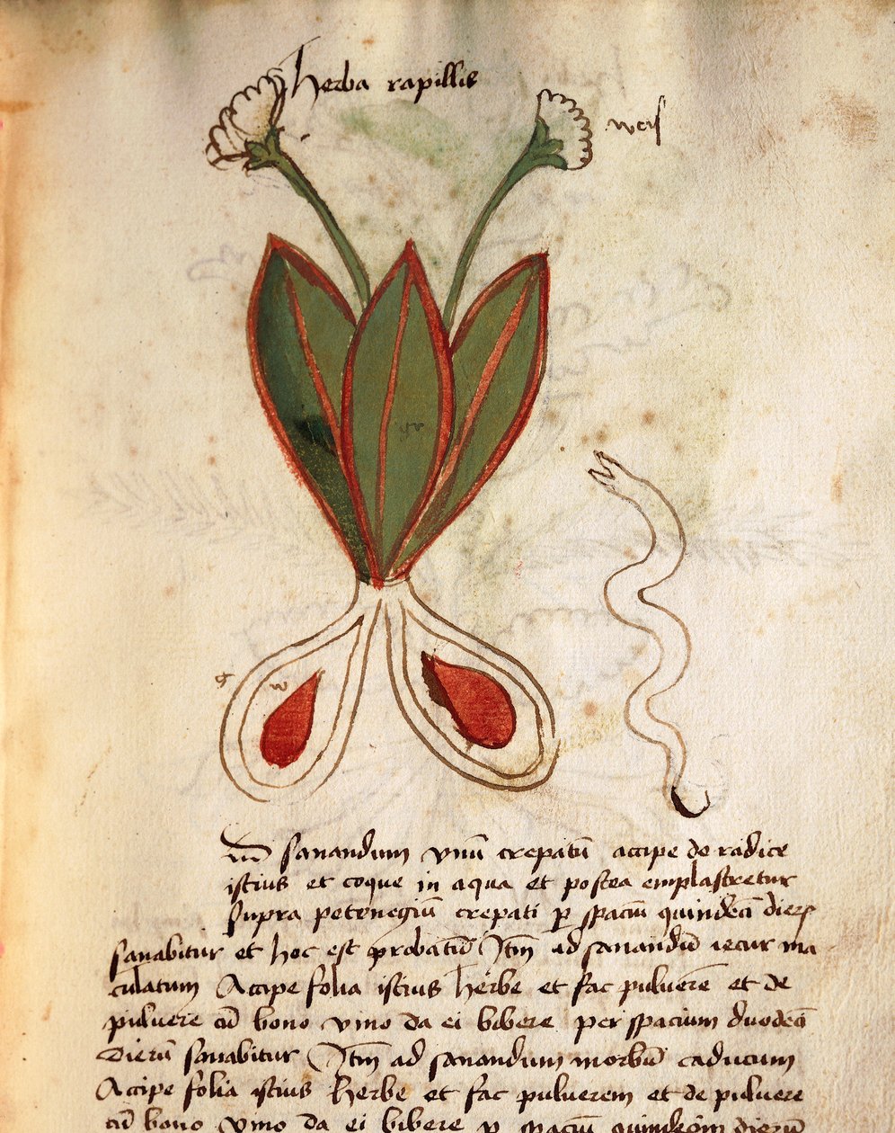 Herba kapilarna autorstwa Italian School