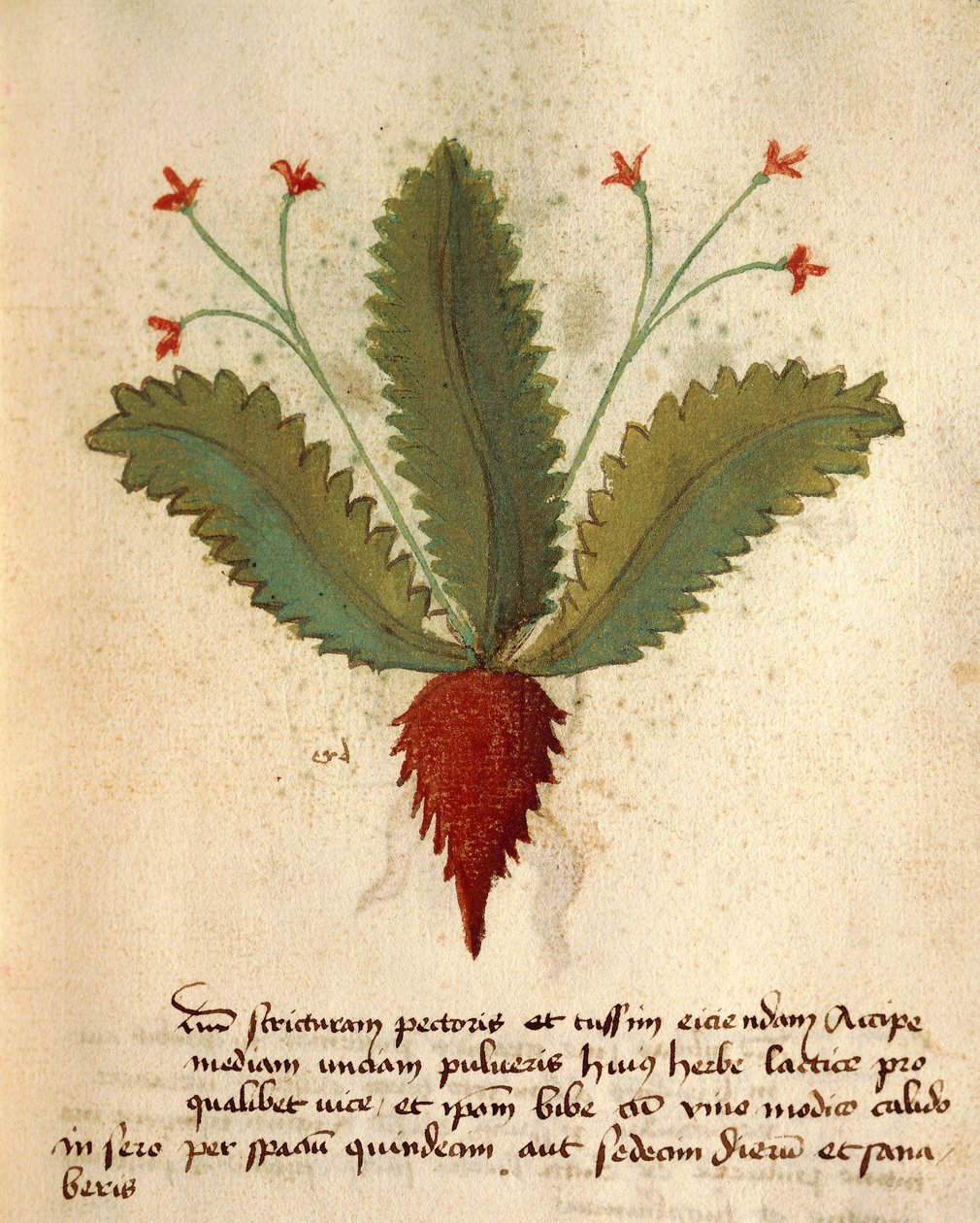 Herba Lactica autorstwa Italian School