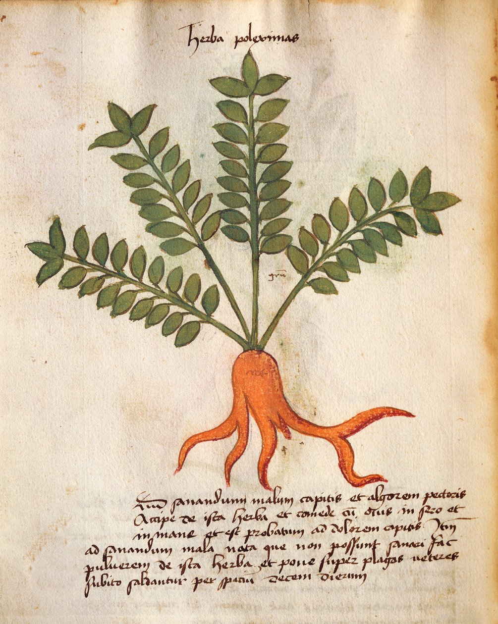 Herba Poleximos autorstwa Italian School