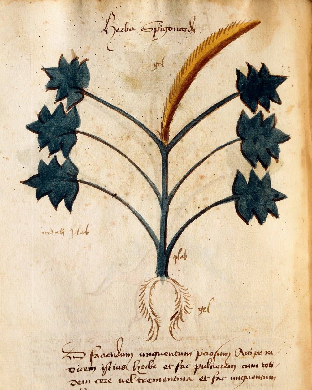 Herba Spigonardi autorstwa Orgione Rizzardo autorstwa Italian School