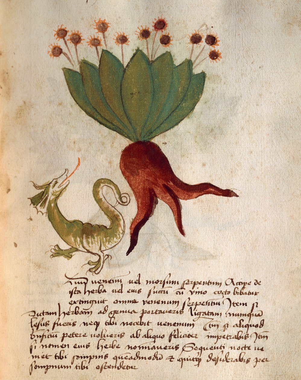 Herba Vermicularia autorstwa Italian School
