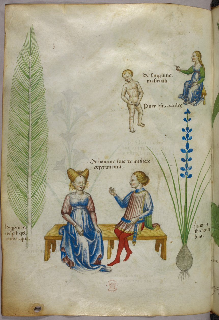 Ilustracja skrzypu polnego [hyppuris] i irysa [ jacintus]; postacie reprezentujące aspekty ludzkiej seksualności, ok. 1440 (tusz i kolor na welinie) autorstwa Italian School