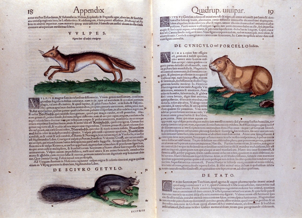 Ilustracje z „Historii Animalium” Conrada Gesnera autorstwa Italian School