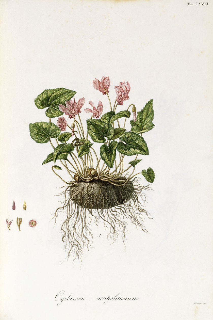 Cyklamen bluszczolistny - Cyklamen neapolitanowy, 1811-1838 autorstwa Italian School