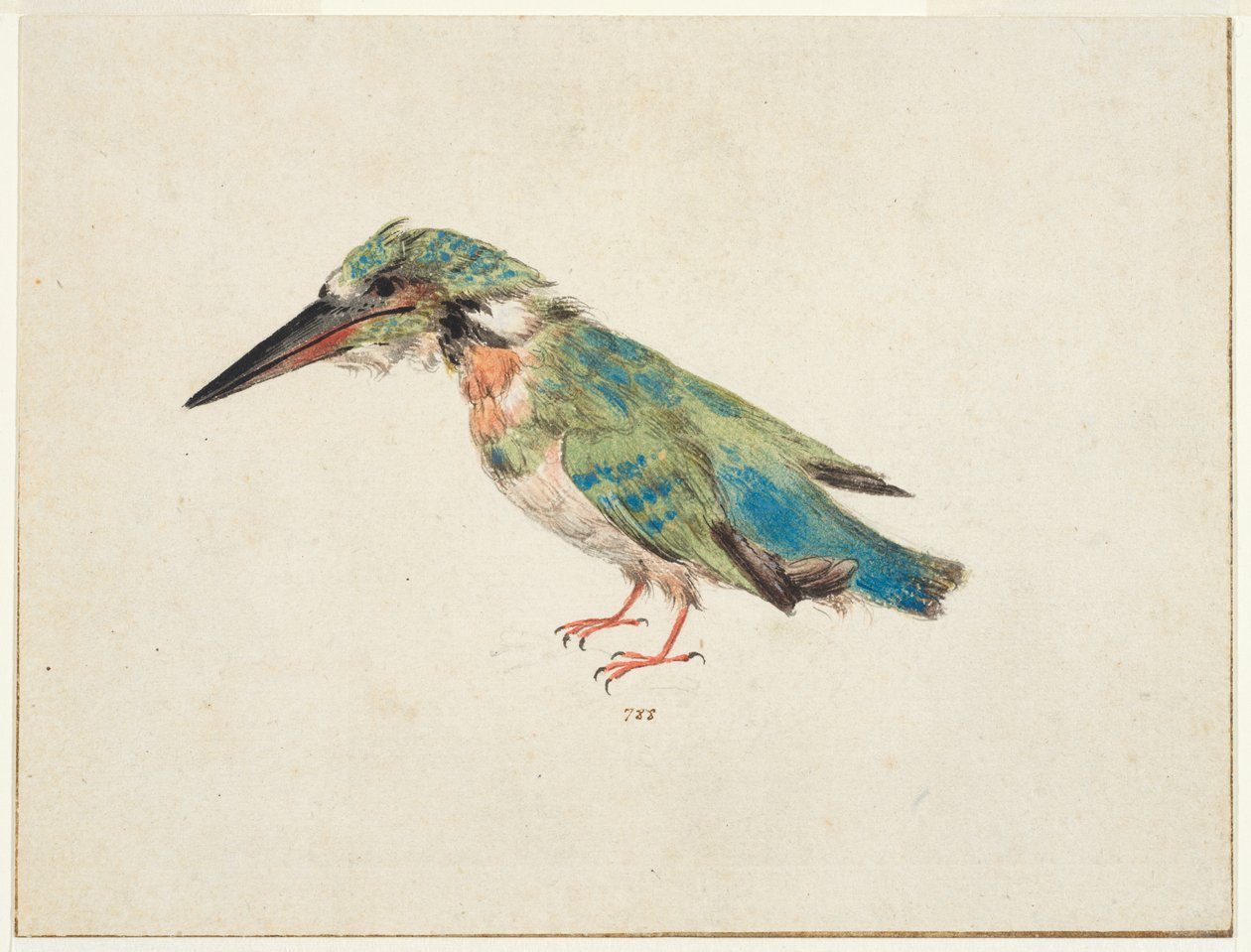 Kingfisher, ok. 1650-99 (czarna kreda, akwarela, bodycolor na kredowanym papierze, leżący, z brązowymi liniami oprawy na trzech krawędziach) autorstwa Italian School