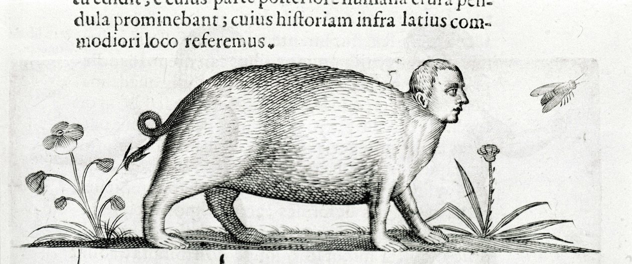 La manticore - w "O naturze potworów powoduje, książka druga" autorstwa Fortunio Chociaż autorstwa Italian School