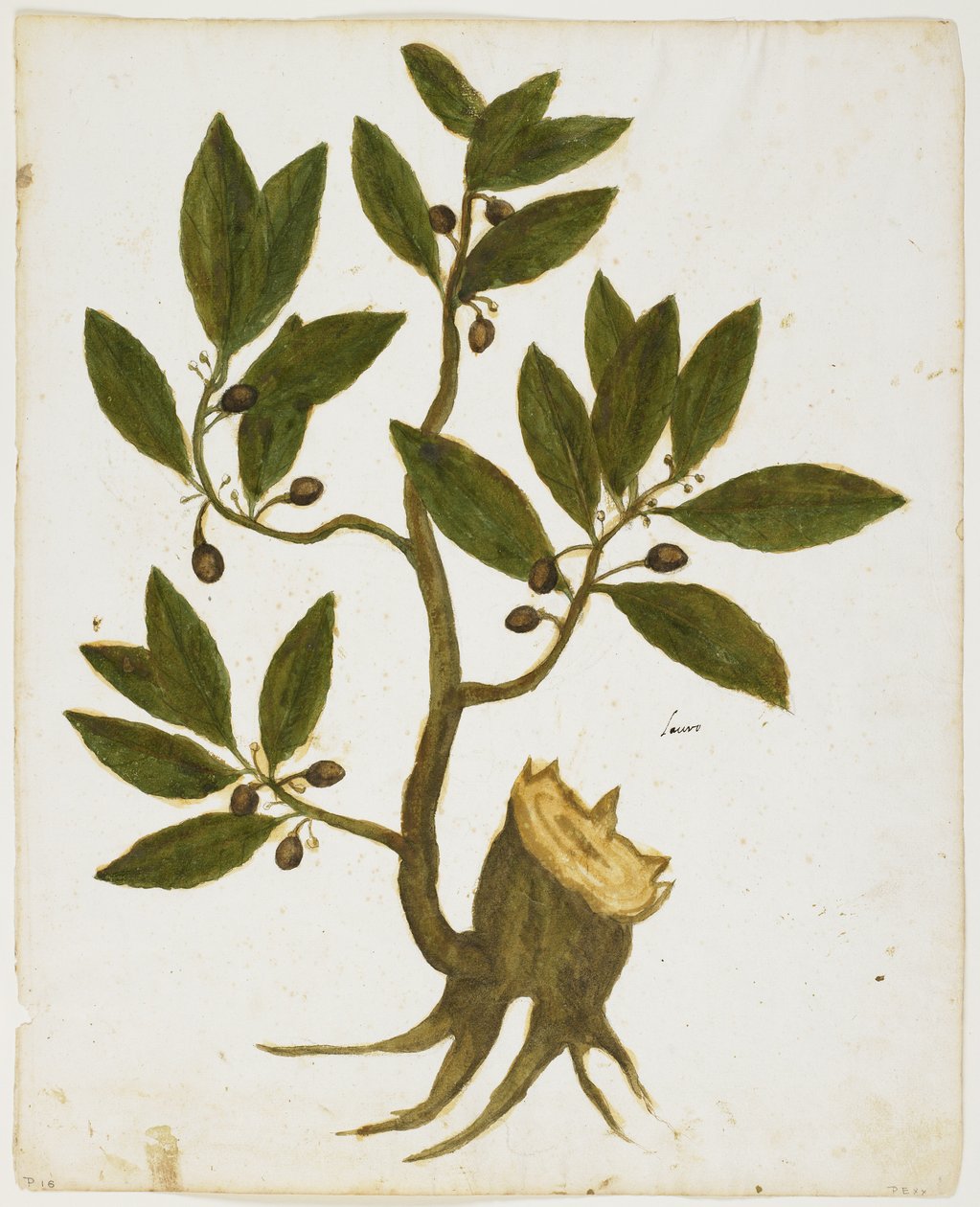 Drzewo laurowe (Laurus nobilis) (wc i tempera na papierze) autorstwa Italian School