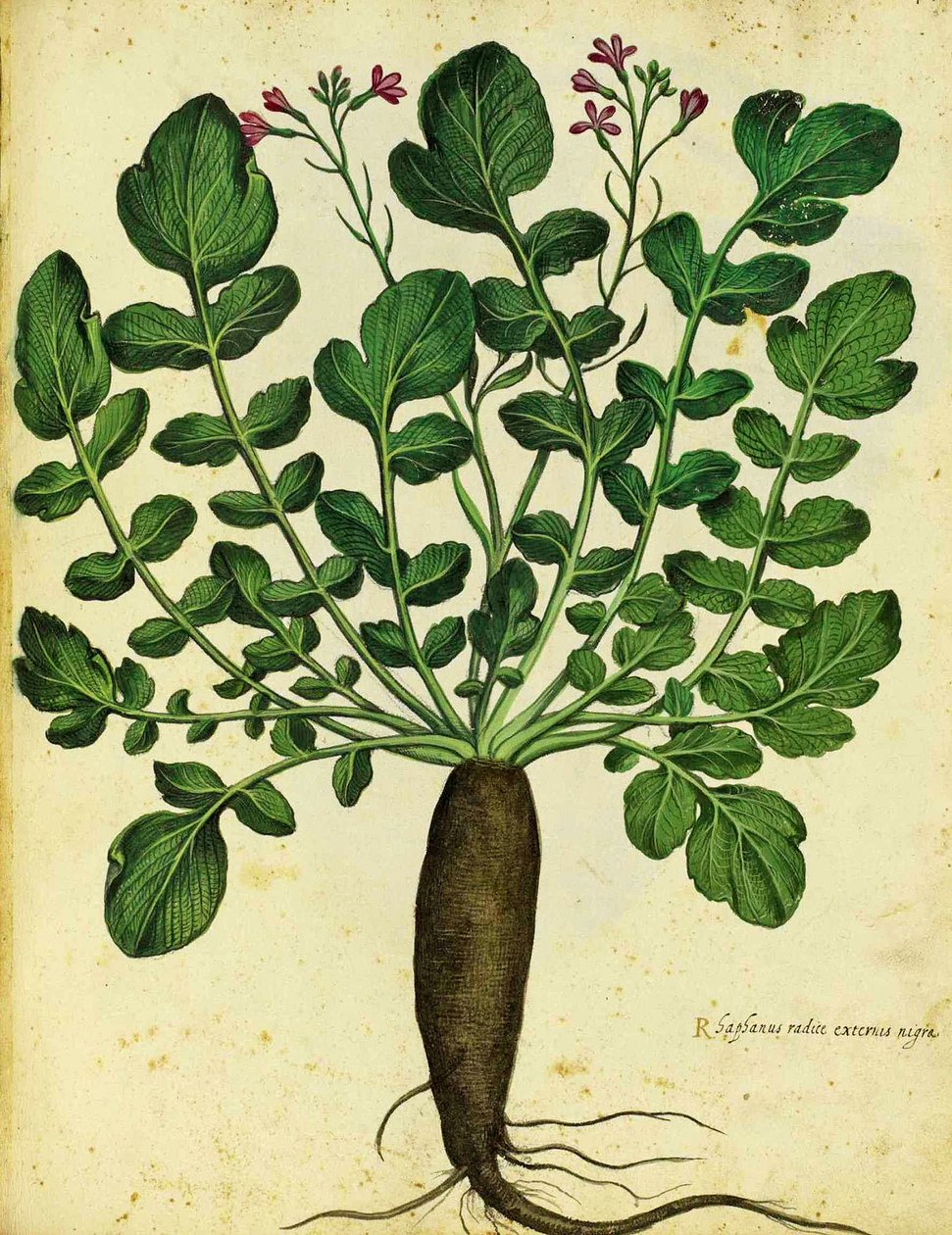 Długa czarna rzodkiewka autorstwa Ulisse Aldrovandi autorstwa Italian School